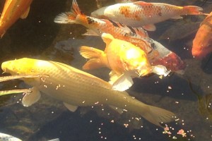 Koi Fütterung