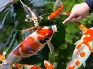 Koi training mit Seidenraupen